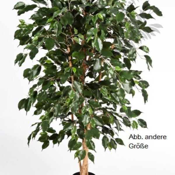 FICUS NITIDA EXOTICA 210cm 30207N