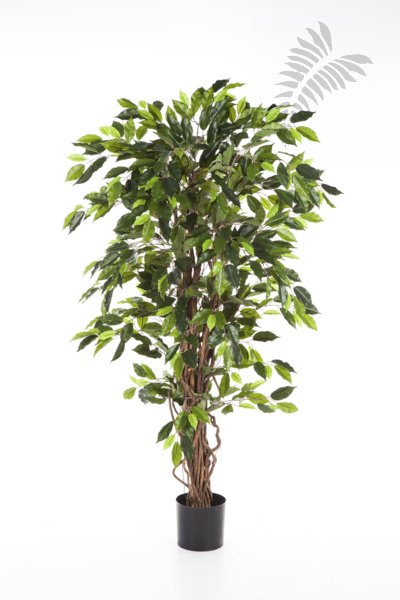FICUS LIANA 150cm 30505N