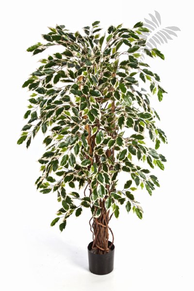VAR. FICUS LIANA 150cm 30505NW