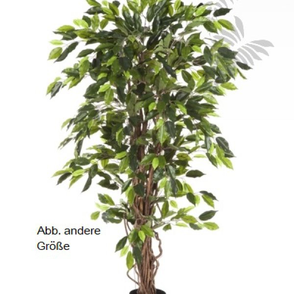 FICUS LIANA 180cm 30506N