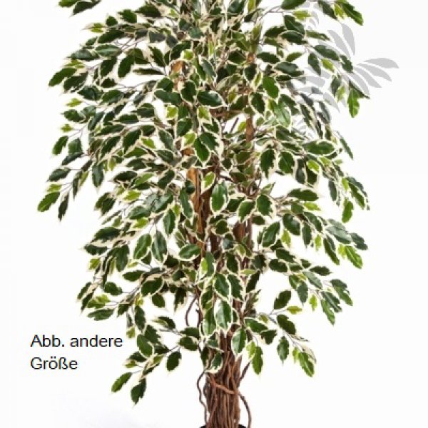 VAR. FICUS LIANA 180cm 30506NW