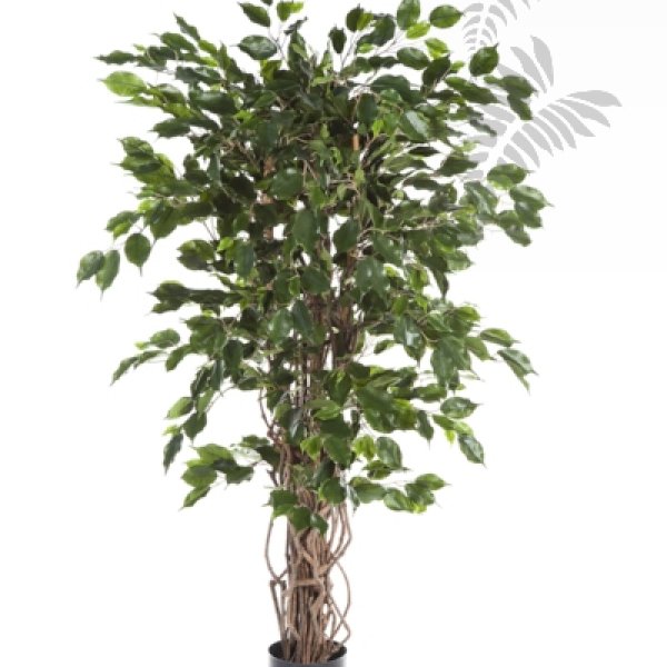 FICUS LIANA EXOTICA 150cm 30605N
