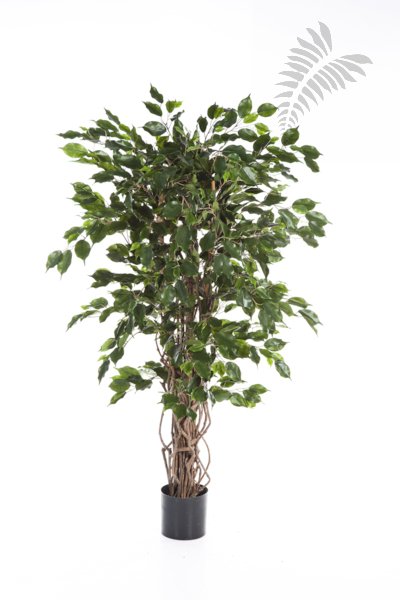 FICUS LIANA EXOTICA 150cm 30605N