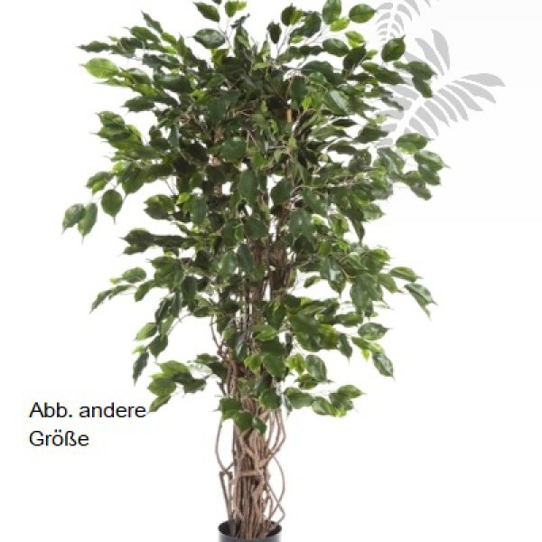 FICUS LIANA EXOTICA 180cm 30606N