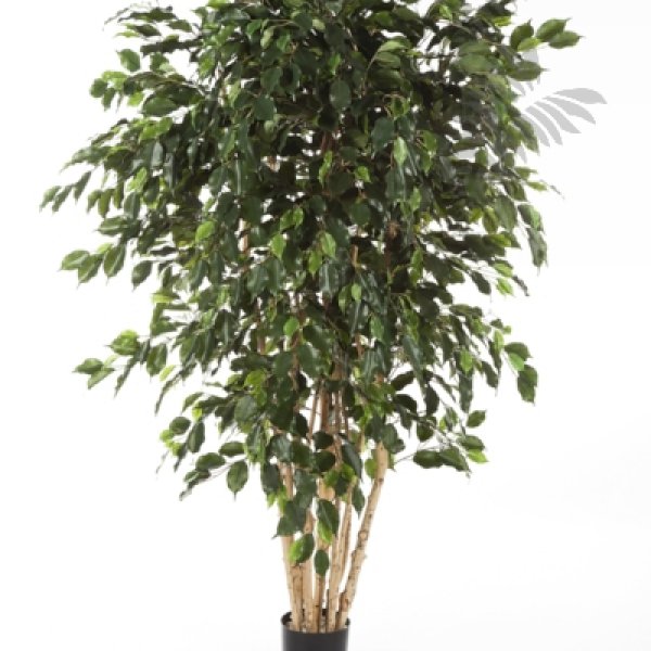 FICUS EXOTICA MULTI TRUNK 180cm 31006N
