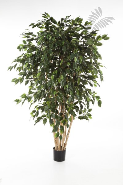 FICUS EXOTICA MULTI TRUNK 180cm 31006N
