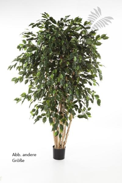 FICUS EXOTICA MULTI TRUNK 240cm 31008N