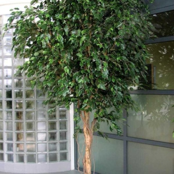 GIANT FICUS EXOTICA TREE 315cm 31210N