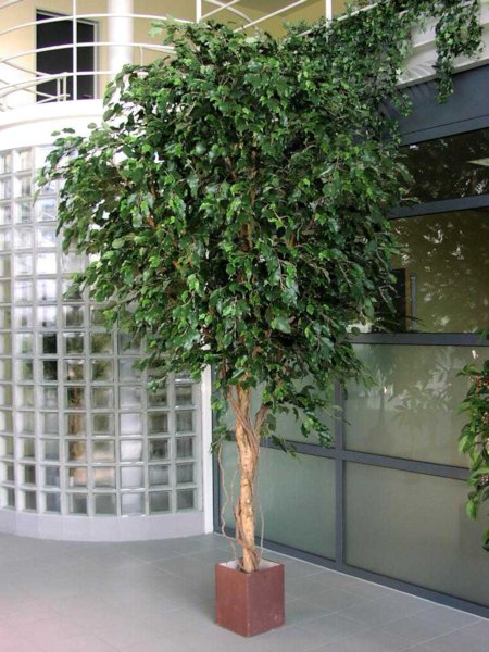 GIANT FICUS EXOTICA TREE 315cm 31210N