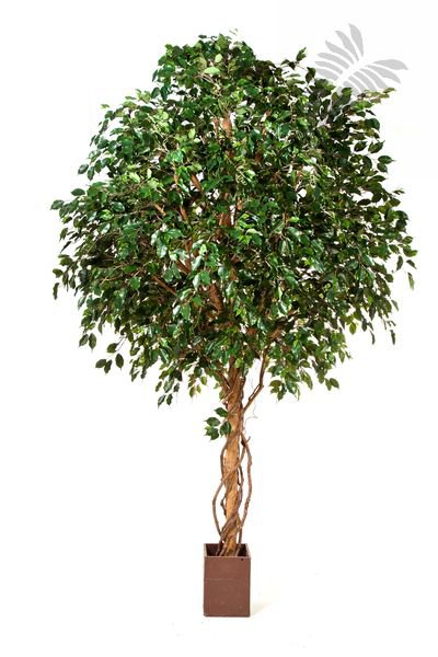GIANT FICUS EXOTICA TREE 360cm 31212N