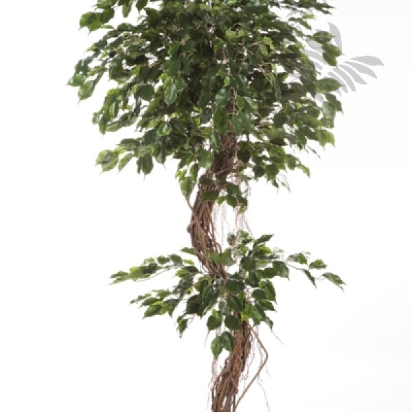 FICUS CORKSCREW EXOTICA 180cm 31406N