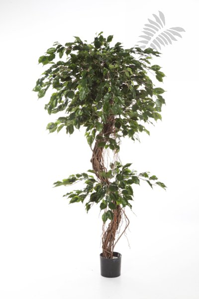 FICUS CORKSCREW EXOTICA 180cm 31406N