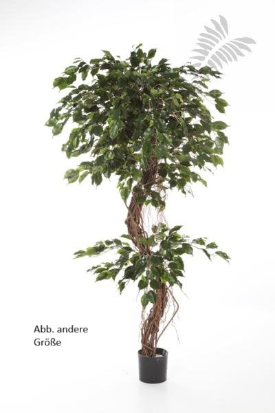 FICUS CORKSCREW EXOTICA 210cm 31407N