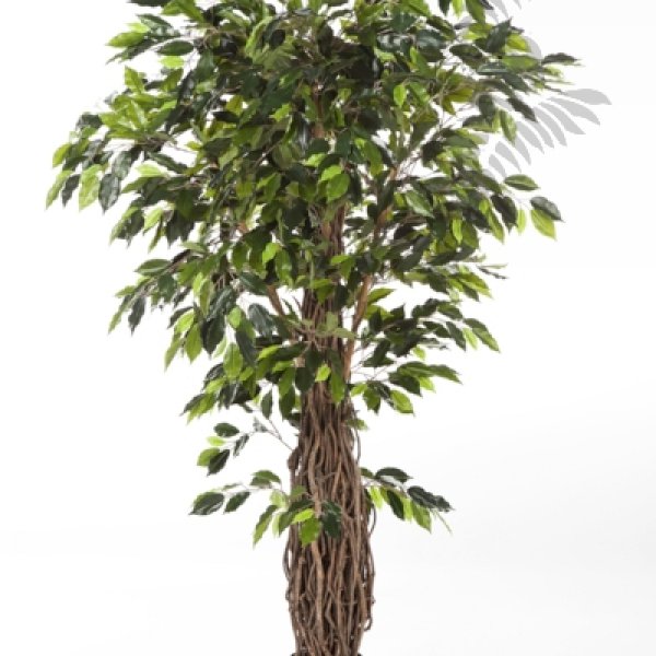 FICUS LIANA DE LUXE 180cm 31506N