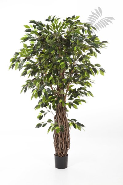 FICUS LIANA DE LUXE 180cm 31506N