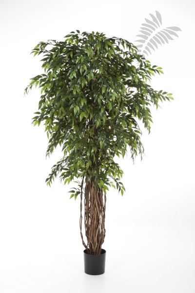 FRENCH FICUS LIANA DE LUXE 210cm 31607N