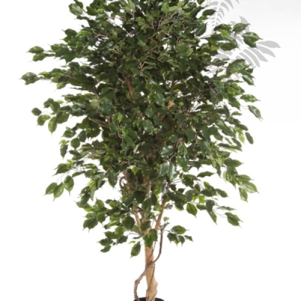 FICUS DELUXE EXOTICA TREE 180cm 31806N