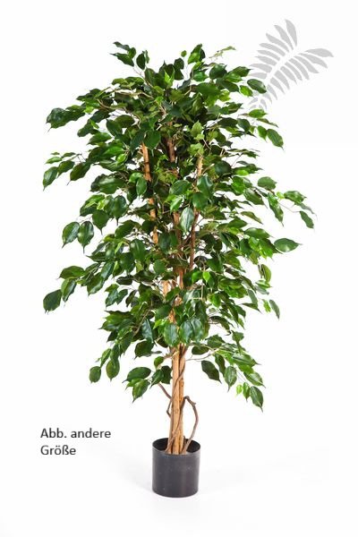 FICUS EXOTICA 120cm 32104N