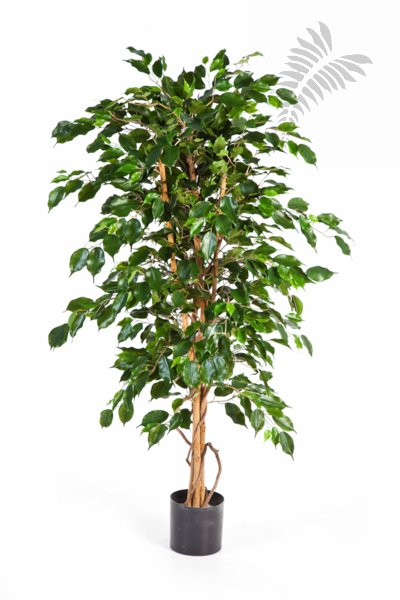 FR FICUS EXOTICA 32105FR