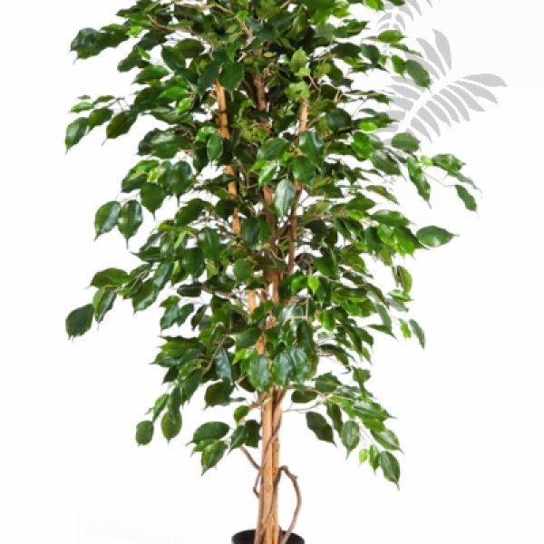 FICUS EXOTICA 150cm 32105N