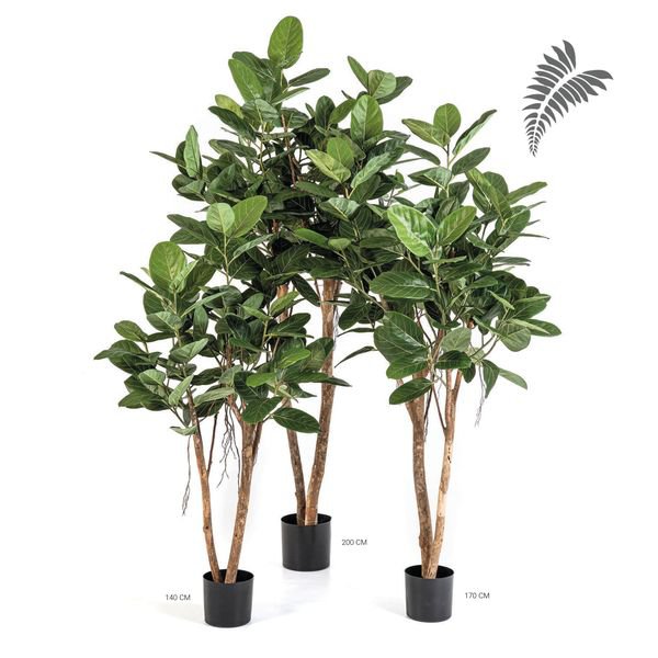 Ficus Audrey Tree 200cm 32407N