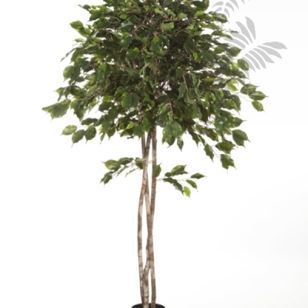 FICUS EXOTICA UMBRELLA 180cm 32606N