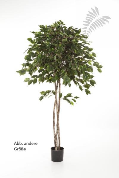 FICUS EXOTICA UMBRELLA 210cm 32607N