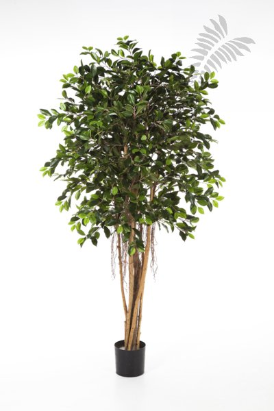 FICUS RETUSA 180cm 32906N