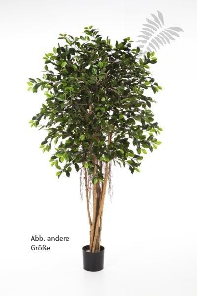 FICUS RETUSA 210cm 32907N