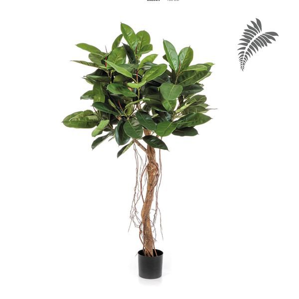 Ficus Elastica Root Tree 155cm 33205N