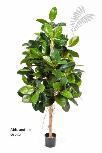 FICUS ELASTICA 33405N