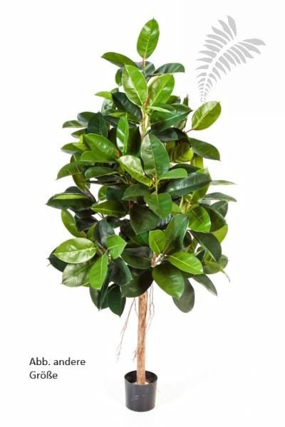 FICUS ELASTICA 210cm 33407N