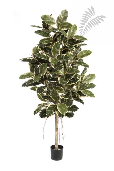 VAR. FICUS ELASTICA 210cm 33407NW