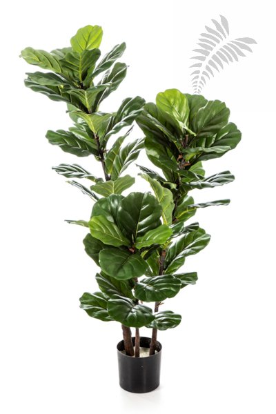 Ficus Lyrata Tree X 3 130cm 33504N