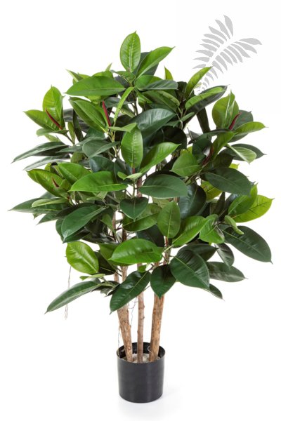 RUBBER PLANT 33804N