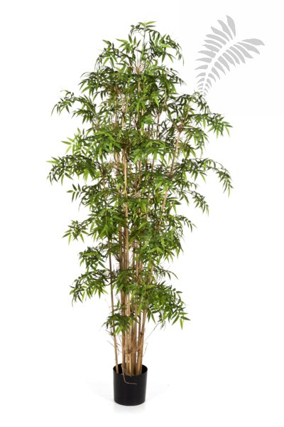 NEW JAPANESE BAMBOO 170cm 34106N