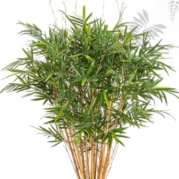 ROYAL BAMBOO JAMAICA 35104N