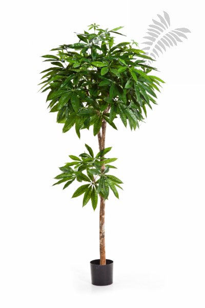 FR PACHIRA TREE 36405FR