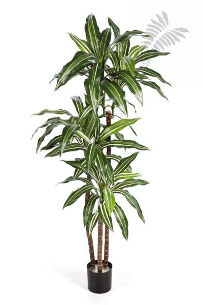VAR DRACAENA FRAG RANS STEUD 36504NW