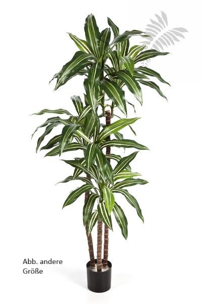 VAR DRACAENA FRAG RANS STEUD 36505NW