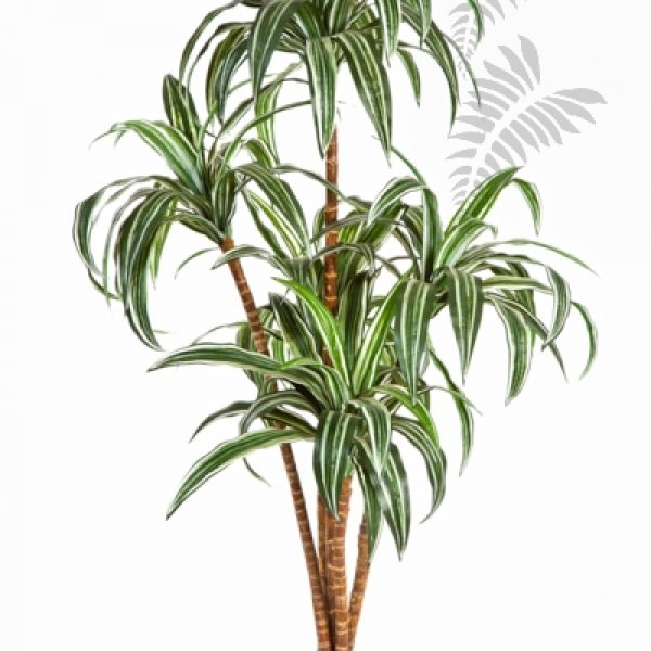 DRACAENA TREE X 5 36604N
