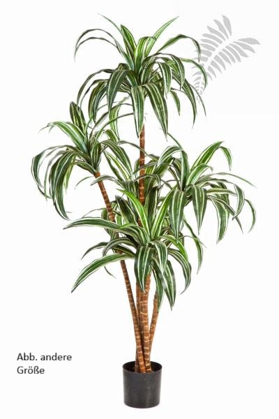 DRACAENA TREE X 6 36605N