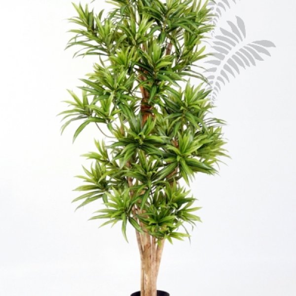 FR DRACAENA REFLEXA 36705N-FR