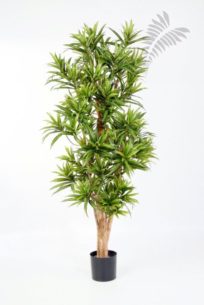 FR DRACAENA REFLEXA 36705N-FR