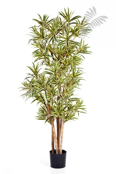 DRACAENA REFLEXA 150cm 36705NG-FR