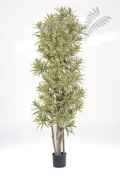 FR DRACAENA REFLEXA 36706NG-FR