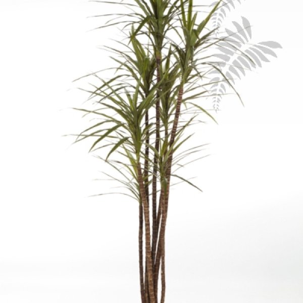 DRACAENA MAGENTA X 7 36806N