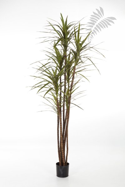 DRACAENA MAGENTA X 7 36806N