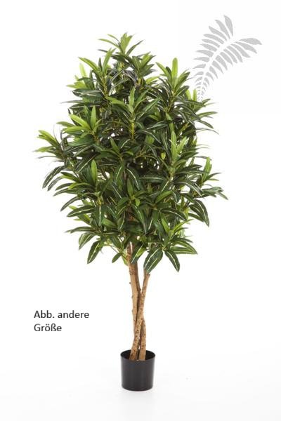 CROTON GOLDFINGER TREE 37404N