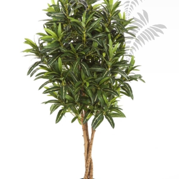 CROTON GOLDFINGER TREE 37405N